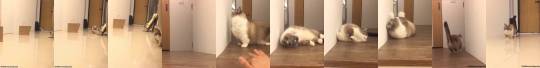 catsofinstagram:  ‪From @littlemunchiepooky: “Pooky lives in Taipei, Taiwan. Where are you from? (Pooky 住在台北台灣)‬ ‪.‬ ‪Here is a video of her being pooky ninja, rolling master and catwalk model😸” #catsofinstagram ‬ [source:
