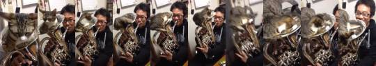 cactusoftheatre:  catsbeaversandducks:  Cat mute for euphonium. Video/caption/photo by Kazuhiro Tsukimura   This?????? Is so????? Cute????????? 