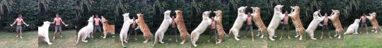 pinkfrogbreathing: zooophagous:  catchymemes:  Feeding two units    I like to see the size comparison between a large tiger and an average human but I cannot get over what a terrible idea this is  DO NOT try this at home! 