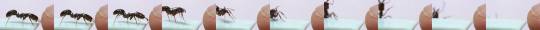 frikiskrew:   Odontomachus   Conocidas como “hormigas de mandíbulas trampa”, tienen un par de grandes mandíbulas rectas que pueden abrirse hasta 180°. Pueden cerrarse de golpe sobre una presa u otro objeto cuando estos tocan los pelos sensoriales