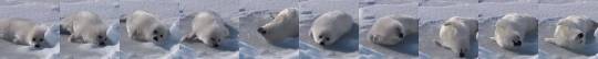 thenatsdorf: Baby harp seal tries to roll over and mopes when he can’t do it. (wait