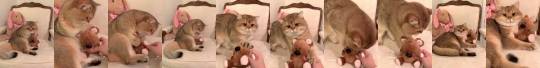 catsofinstagram:  From @maple.cat: “Please don’t take away my Pooky! 🥺🧸” #catsofinstagram [source: https://ift.tt/2Yjytgp ]