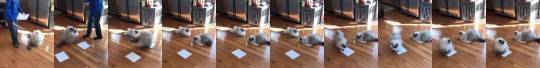 naamahdarling:  everythingfox:   So this is how you catch a cat..   Bonnie and Clyde   Oh, wow! Watch cat #2 as she looks repeatedly at cat #1 to see what she is doing, so that she can do the same! Absolutely beautiful example of mirroring. 