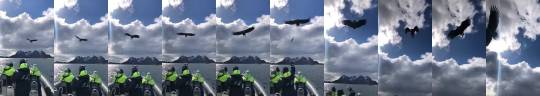 whileweareonthesubject:  sixpenceee:  Feeding an eagle a fish mid flight (source)  Lord of the sky