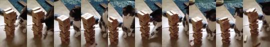 thecutestcatever:  everythingfox:  But can your cat play Jenga?  I tried to teach my cat Jenga but it didn’t go so well, when it finally fell it scared the willies out of my cat she was literally doing the scooby doo run in place for couple seconds