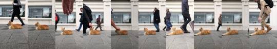 ruffboijuliaburnsides: everythingfox:  “Street cat in Istanbul“ (Source)  “The king receives tribute from his subjects” 
