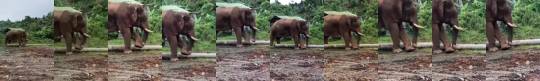 z1pp01337: sixpenceee: Elephant uses a stick to clean between his toes. (Source)  These things are so friggin smart. 