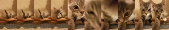 kissingeve: POV: my kitten sees that you’re sad and gives u a lil smooch!