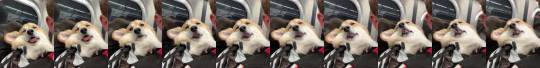 mac-daddy-cheese: everythingfox: Corgi falling asleep on a train  Oh my god oh my