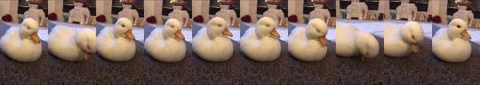 1dietcokeinacan:  everythingfox:  Sleepy duck  Little ball of dough