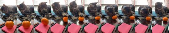 thenatsdorf:Cat discovers oranges and discovers that he doesn’t like them. (via