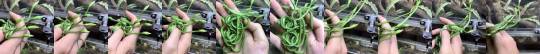 janedrewfinally:  hellenhighwater:  sasskarian:  fluffygif:    10 new born Long-nosed Vine Snakes Credit: Chrisweeet    @kristsune  this is…a handful of grass…   String beans! 