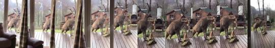Porn somecutething:Eating out of the bird feeder photos