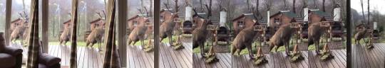 somecutething:Eating out of the bird feeder 😂😂