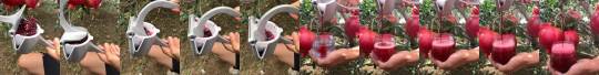 Porn fluffygif:  Pomegranate soda photos