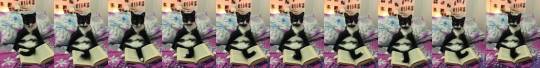 catsofinstagram:  From @zikrettinn: “Uyumadan önce mutlaka kitap okurum, böyle de kültürlü bir kediyim..” #catsofinstagram [source: https://ift.tt/2oKvUqx ]