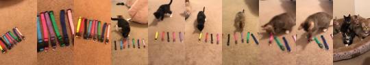 rootbeergoddess: catsbeaversandducks:  Foster kittens picking out their collars.  Video by Hailey Rae   They are all so beautiful! 