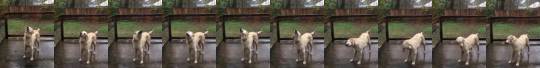 somecutething:Dog doing his best to drink the rainwater 