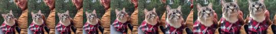 catsofinstagram:  ‪From @henrythecoloradodog: “B loves flannel season ❤️” #twitterweek #catsofinstagram ‬ [source: https://ift.tt/2LTk4Dt ]