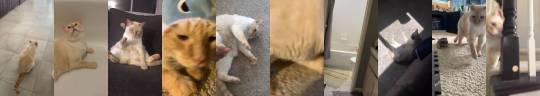 catsbeaversandducks: The Cutest Meow Compilation By Bubba the Cat 