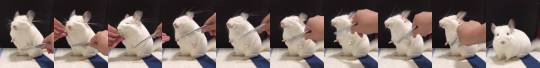 fluffygif:  Fluffy chinchilla by _unn1mm3