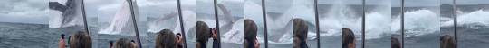 cam-oak-corg:  katy-l-wood: sabertoothwalrus:  Somehow this video captures the scale of whales better than any other video or photo I have ever seen.    That is a humpback. If you think they are huge, I have some news for you…