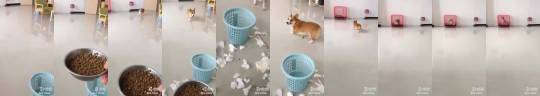 nebsport:  sweetlittleme:  jaubaius:   Corgi realizes the trouble     Lol   Love it!