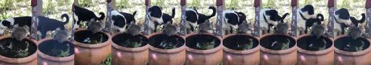 everythingfox: “Australian bushfires - friendly dehydrated koala comes for a drink” (Source) 