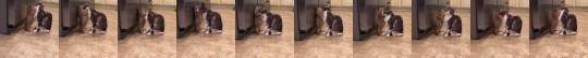 somecutething:  Cat cleaning his friend the Prairie Dog1 (via RM Videos)    @empoweredinnocence I think I know someone who would do this. 