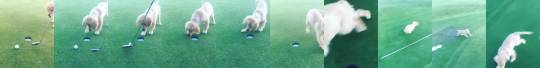 everythingfox:  Puppy gets a hole in one(via)