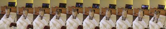 hazelsmazecave:crustydingus: kittyvisuals: Cat MEGA sneeze Cat MEGA sneeze  
