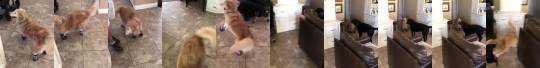 everythingfox:   Dogs reaction to walking again thanks to prosthetic legs (via) 