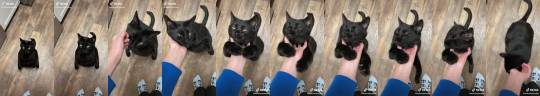 immaplatypus:  thenatsdorf: Black cats are adult photos