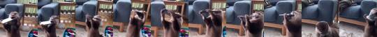 homopower: catsbeaversandducks:  Sound on! Via Smooth Radio    