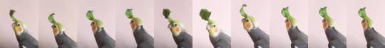 ask-nick-and-greg:  cheap-oracle:  petslifeblog:  Cockatiel singing a Zelda song