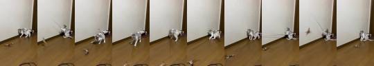 thenatsdorf:Cat knows how to keep himself entertained. (via karintoteacher)