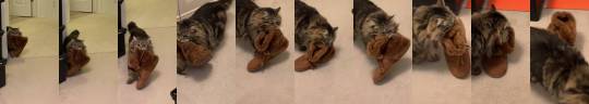 everythingfox:  “My mom adopted a cat that brings her slippers to her every morning. I didn’t believe her until she got it on camera finally”(Source)