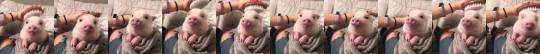 everythingfox:A pig getting brushed to help you in this trying time(via)