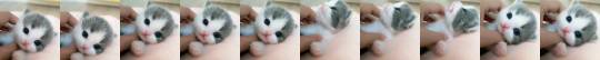 XXX justcatposts:  Smol kitty(via) photo