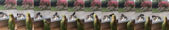 thenatsdorf:  Parrot plays peekaboo with cat. [source]