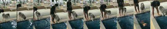 miss-madame-404: chapdietostie:  bigdogdabeast:  jaubaius:    Husky getting nervous at his first swimming lesson     I like this WAY more then I should    BIG BABY <3    