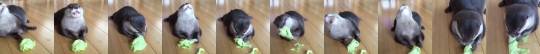 melodyofthevoid: han68000:   babyanimalgifs:  You didn’t need a video of an otter eating some lettuce but here you go   @melodyofthevoid     Nomnomnom  