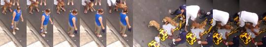 babyanimalgifs:  Nothing will stop this dog from protecting his owner (via)