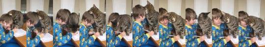 justcatposts:  “My nephew had the best interruption while trying to do his homework“ (Source)