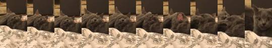 justcatposts:  “Attempted to take a cute video of my cats licking each other, and then this happened…” (Source)