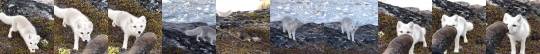 babyanimalgifs:  A young arctic fox approaches an awestruck photographer in Greenland  (Source) 