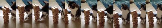 justcatposts:  Video games are great, but sometimes it’s nice to unplug and play a game of Jenga with your cat (via)