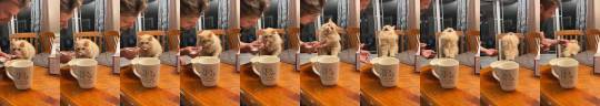 everythingfox:“Cat tries some ice-cream”(via)