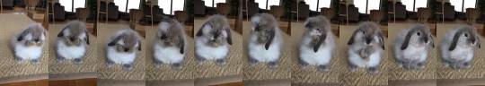 thesassybunnies: “My bunny Aragorn cleaning his face.“  (via)  I think you all need this today.