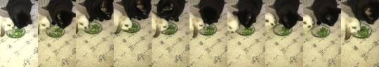 thesassybunnies: “My sisters cat doesn’t like leafy greens but pretends to eat